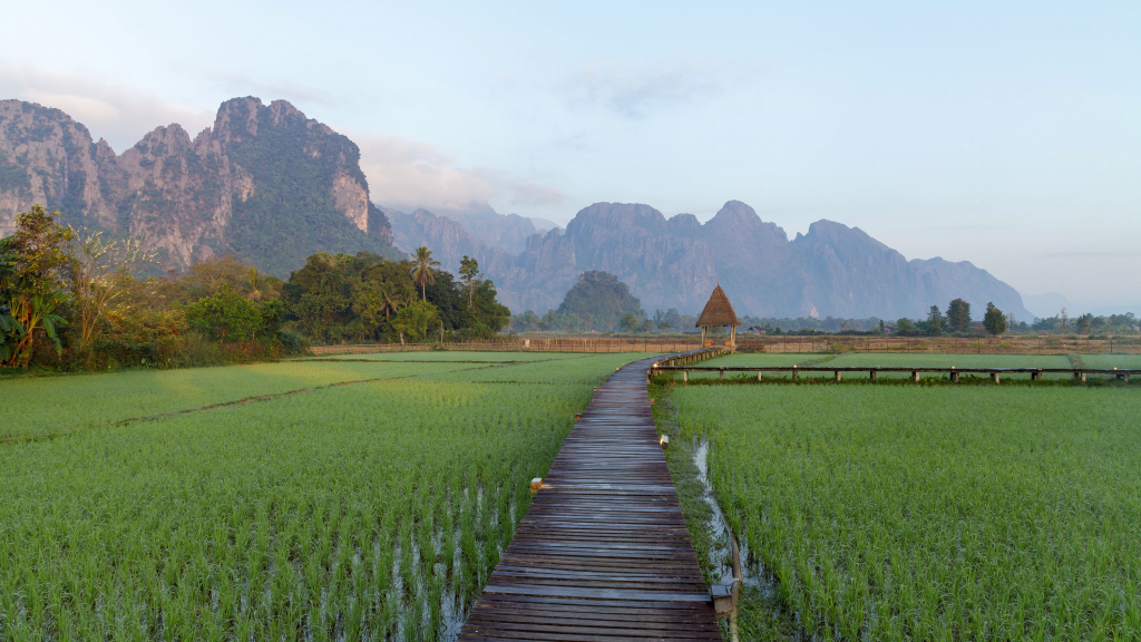 a picture of rice fields in vang vieng