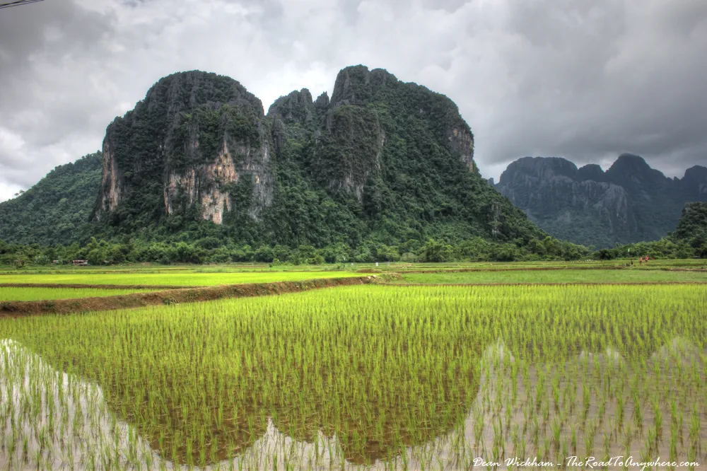 rice fields in vang vieng