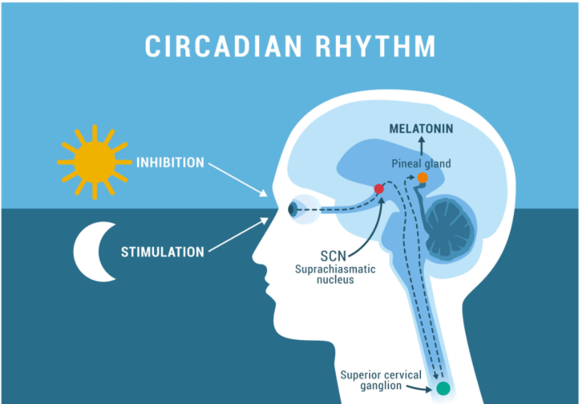 The Rhythms of Life: Unveiling the Power of Circadian Biology