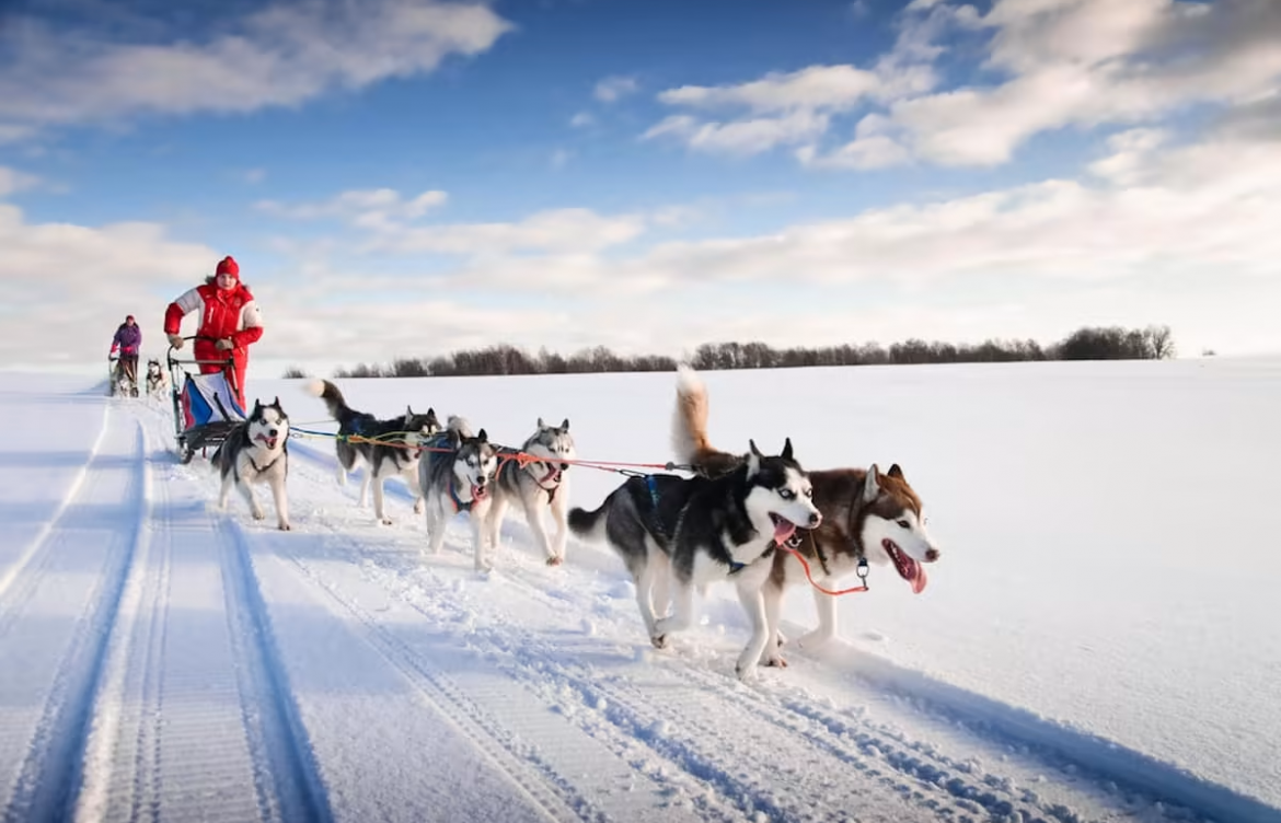 A Comprehensive Guide to Dog Sledding Expeditions in Canada